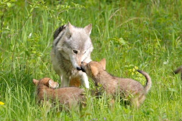 Wolf cubs with adult