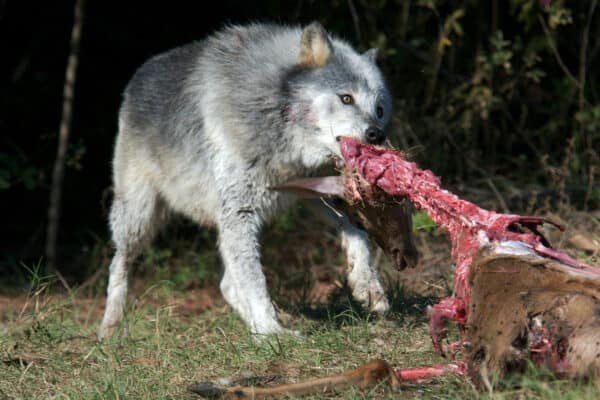 Gray Wolf in natural habitat eating a captured deer.