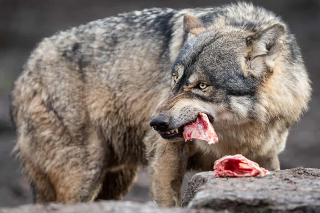 Grey wolf eating meat.