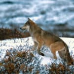 Timber wolf walking in the snow, (Canis lupus), Alaska, Denali National Park.