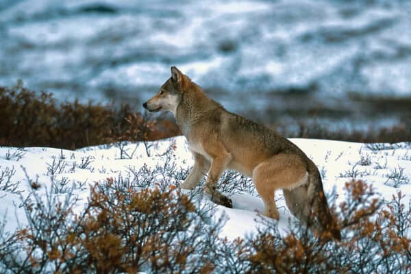 Timber wolf walking in the snow, (Canis lupus), Alaska, Denali National Park.