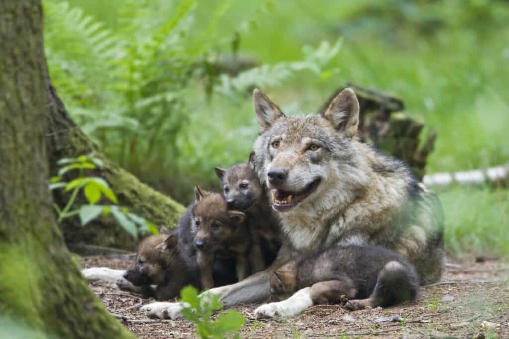 A wolf mother with puppies.
