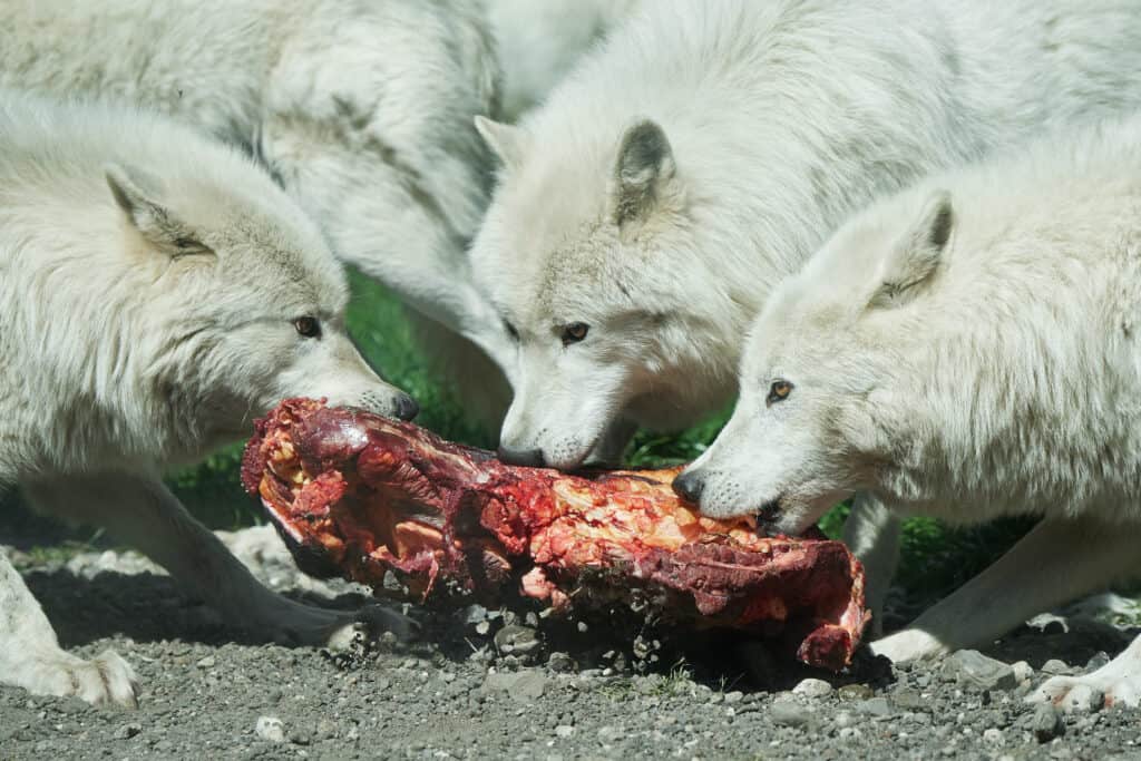 Wolf pack eating