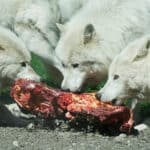 Arctic wolves (Canis lupus arctic) eating raw meat.