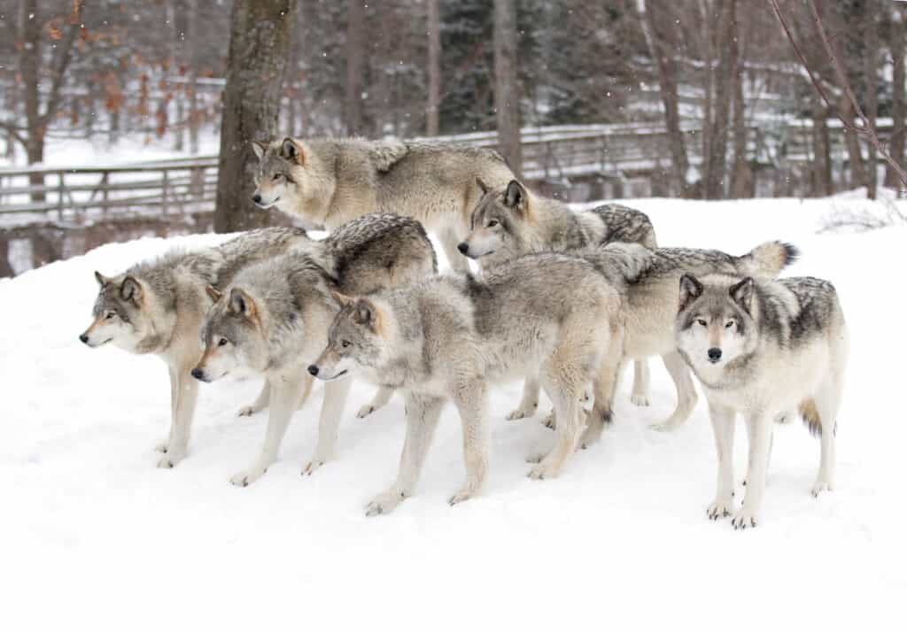 Wolf pack in the snow.