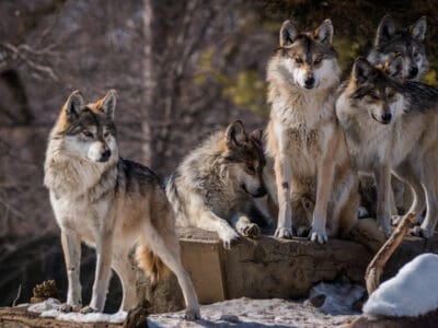 A Watch A Wolf Pack Corner a Snow Leopard in Tense Turf War