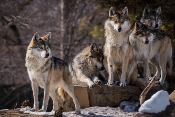 A wolf pack in the woods.