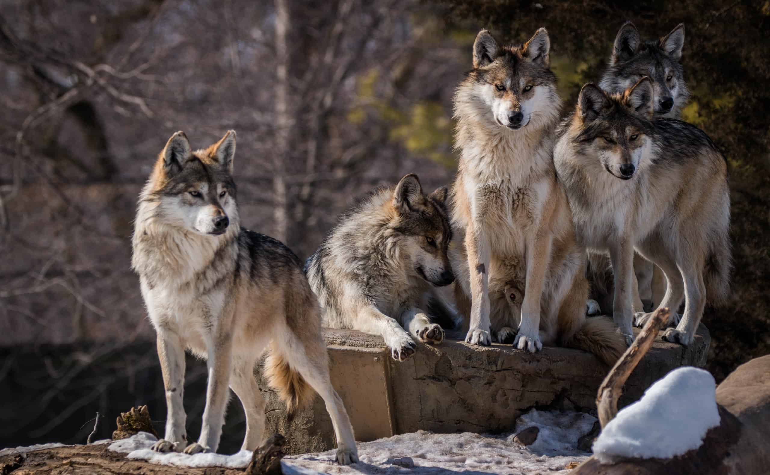 A wolf pack in the woods.