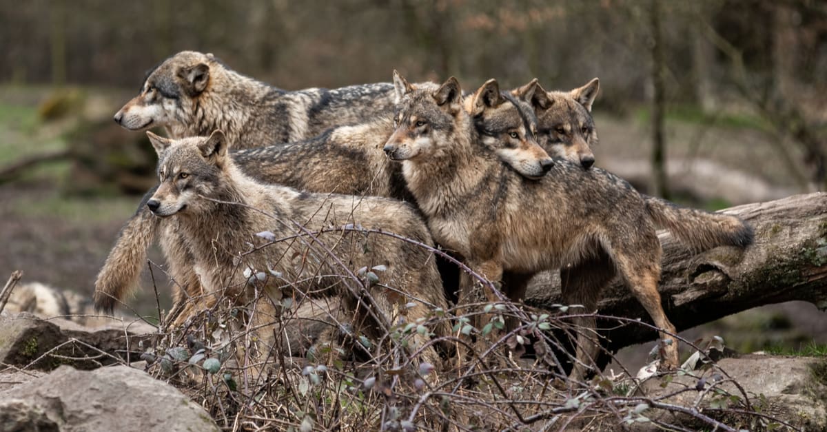 Wolf pack interacting