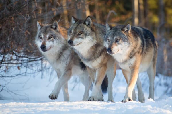 There are two species of wolves in the world; the red wolf and the gray wolf.