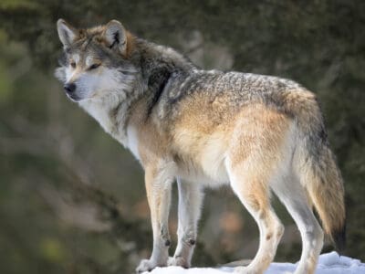 A Wolf Quiz – What is Special About These Family Animals?