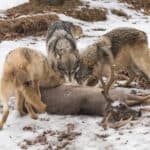 Trio of grey wolves (Canis lupus) tear into deer carcass.