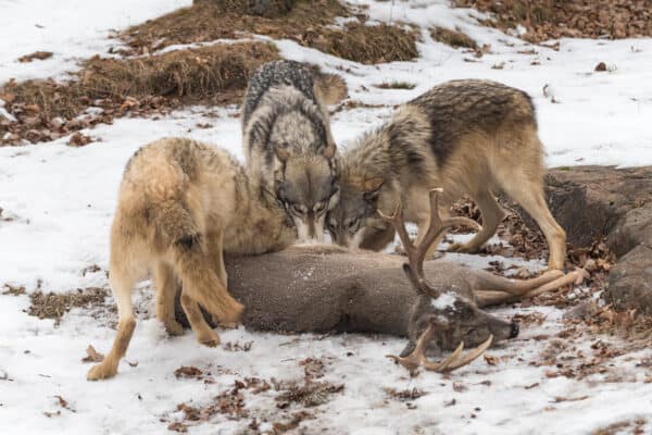 Trio of grey wolves (Canis lupus) tear into deer carcass.