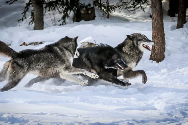 Black and grey wolves running in the snow.