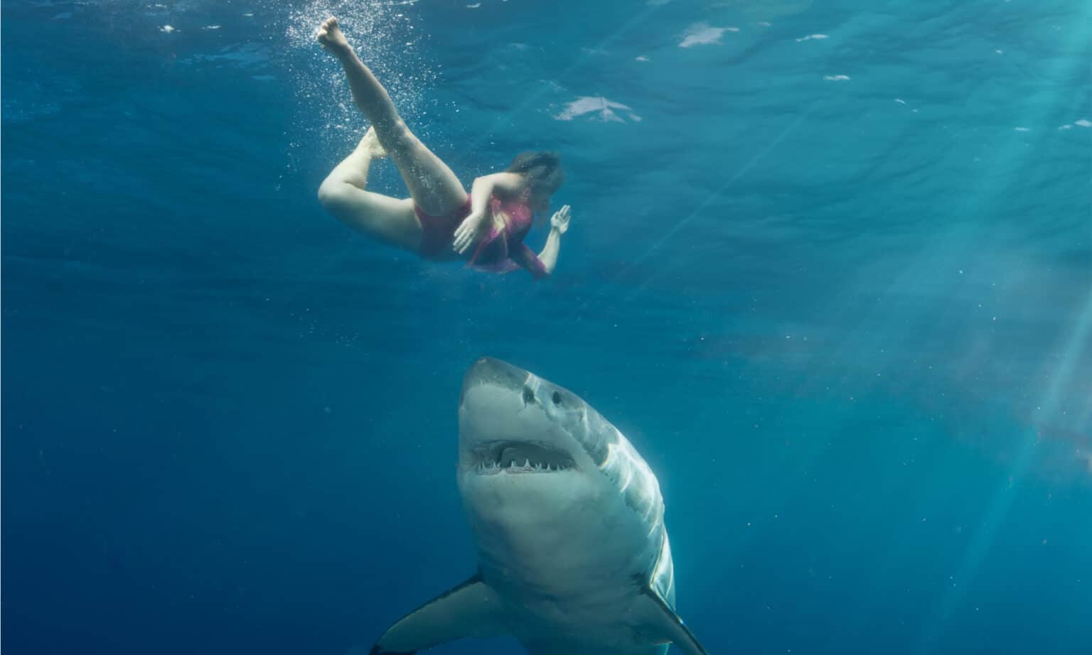 See How Shockingly Close A Great White Shark Gets Casual Swimmers In   Woman Escape Shark Header 1536x922 