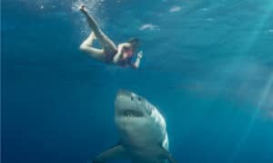 Watch How Close This Woman Came To Becoming A Shark’s Meal Picture