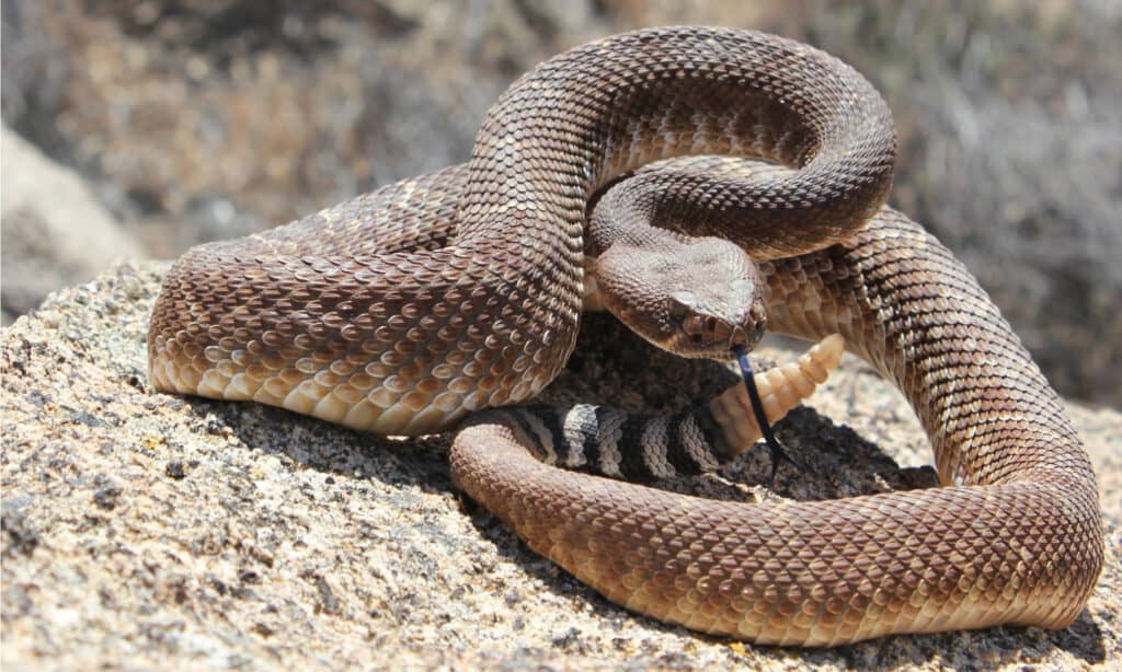 Woman expertly removes huge snake