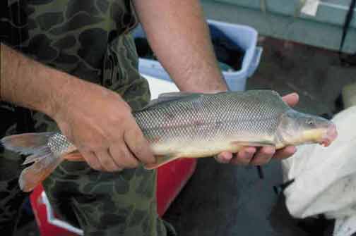 Chub đuôi gai (Gila elegans)