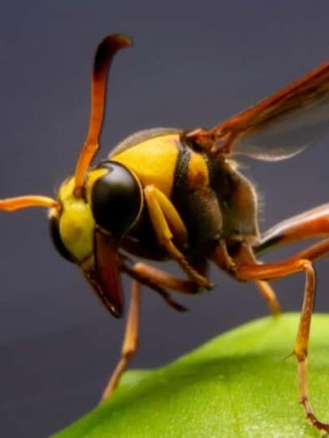Yellow Jacket vs. Paper Wasp The 7 Key Differences Poster Image
