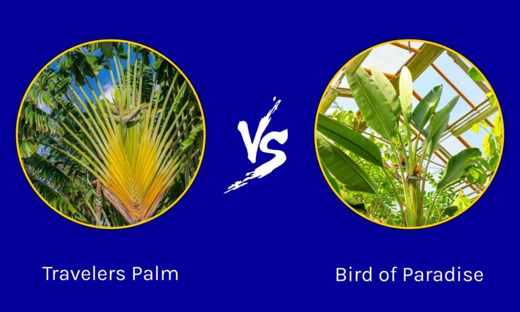 difference between travellers palm and bird of paradise