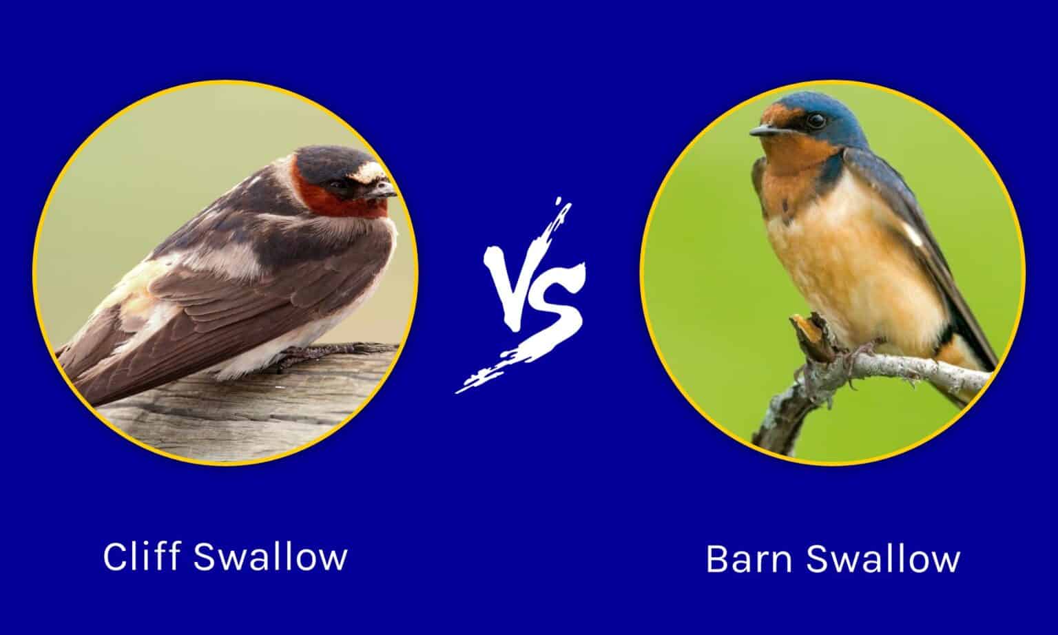 Cliff Swallow vs Barn Swallow: What are the Differences? - A-Z Animals