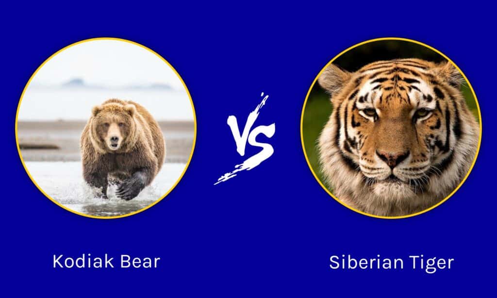 Kodiak Bear vs Siberian Tiger: Who Would Win in a Fight? - A-Z Animals