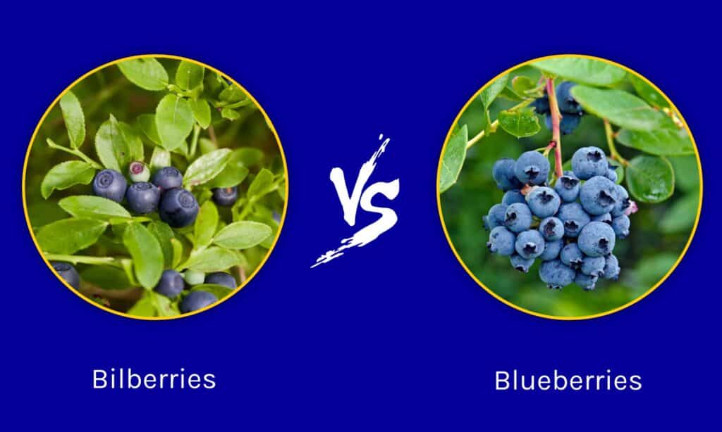 Bilberries vs Blueberries