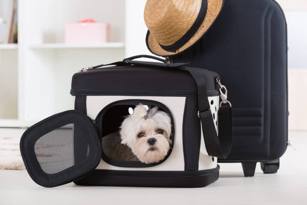 The 6 Best Airline-Approved Pet Carriers of 2024, Tested and Reviewed