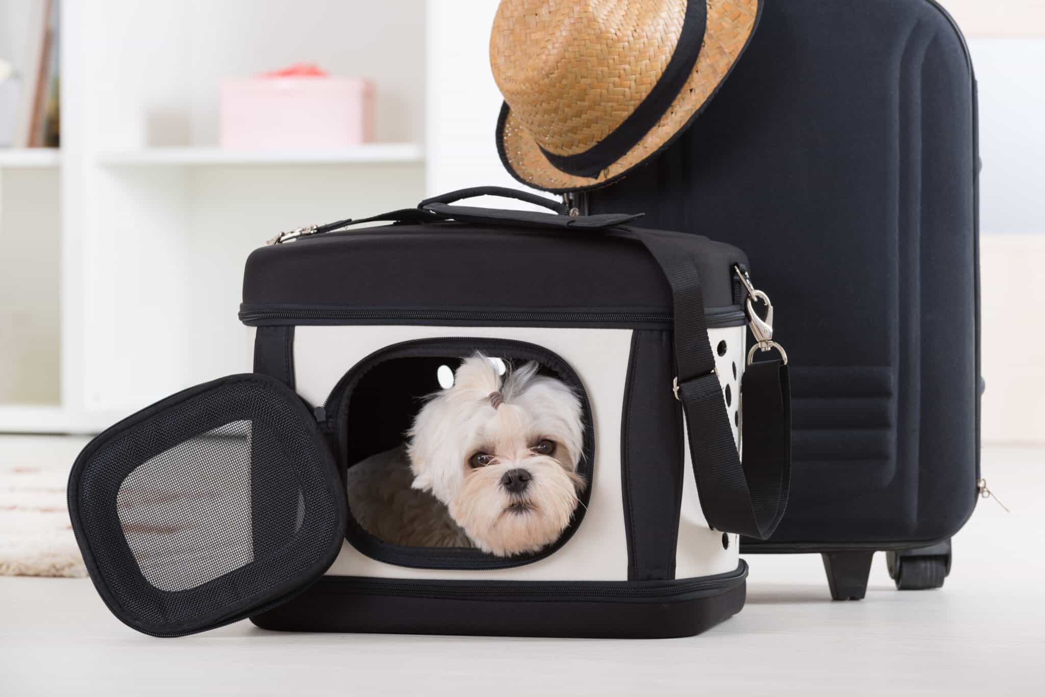 Airline Approved Travel Pet Carrier – Parker