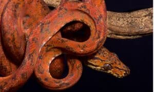 Amazon Tree Boa Animal Facts - Corallus hortulanus - A-Z Animals