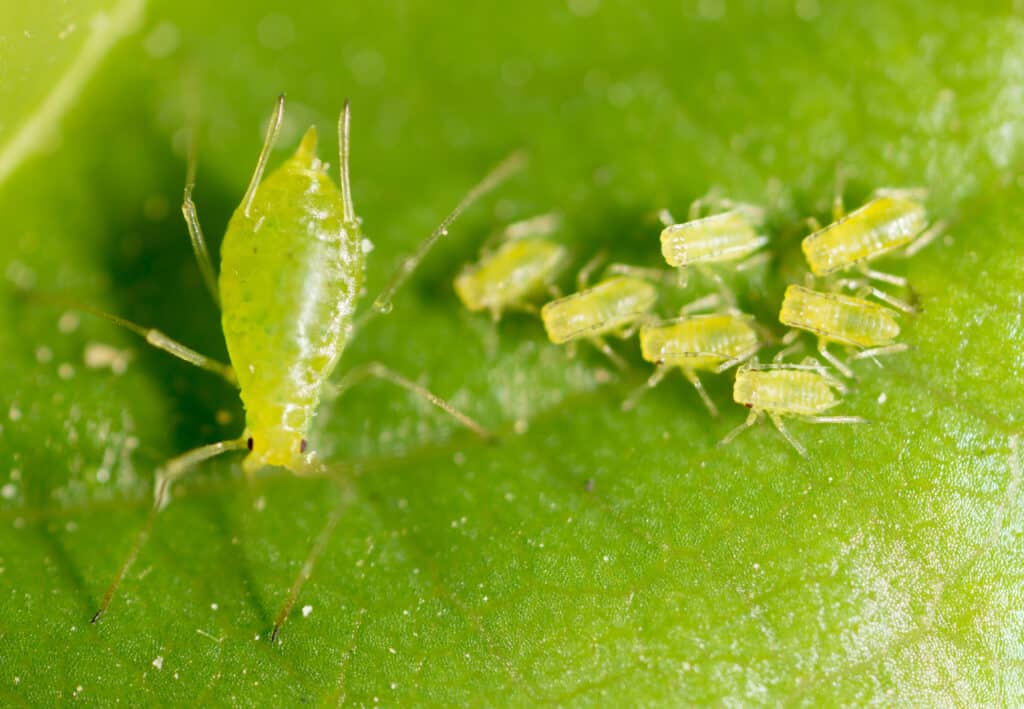 aphids