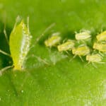 Green aphids