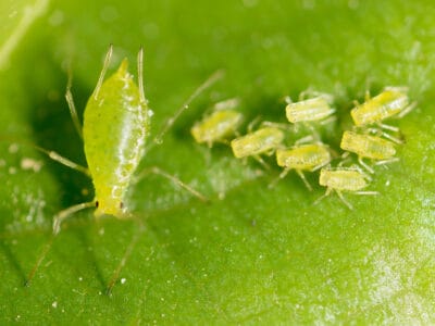 Green Aphids Picture