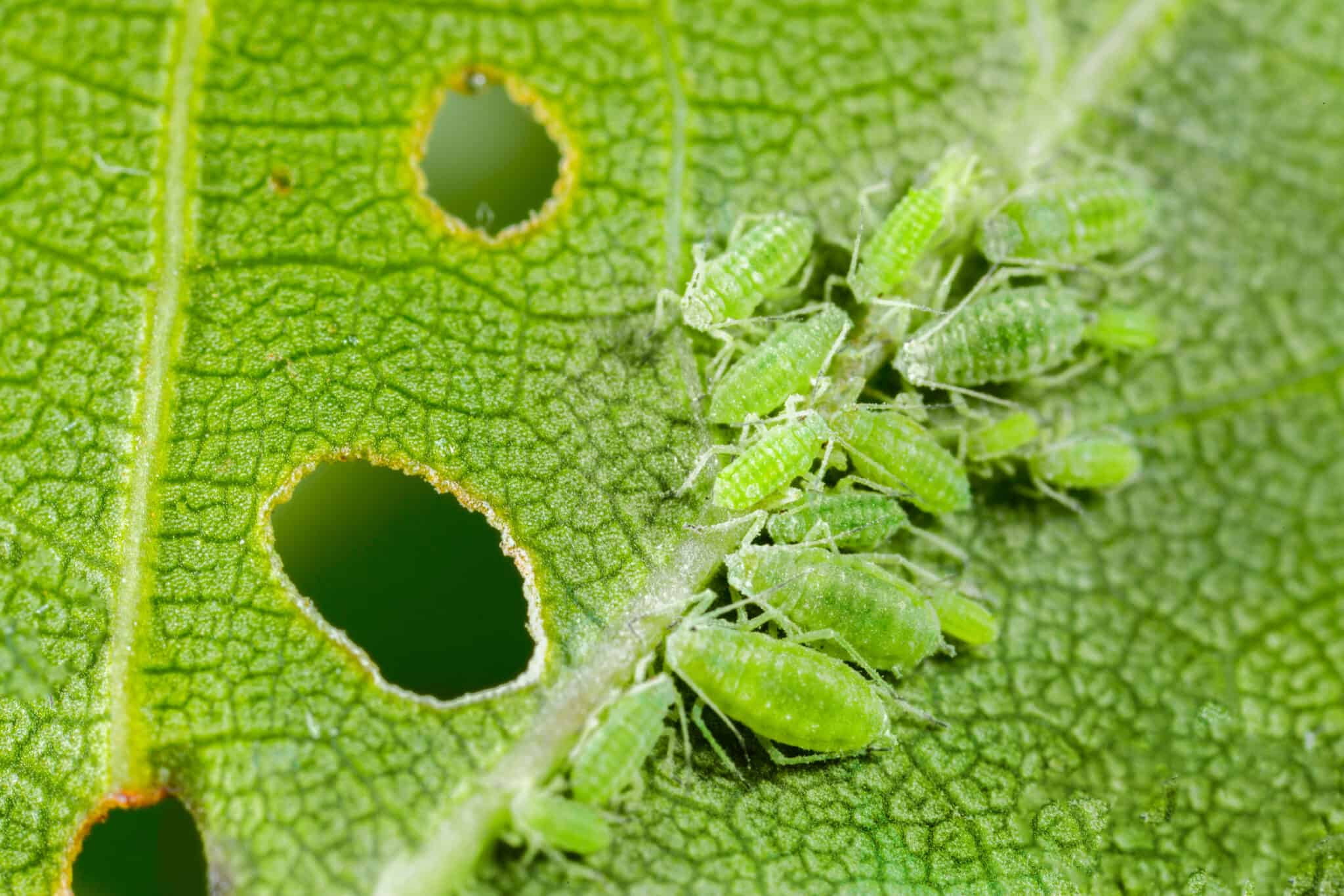 aphids eating leaf