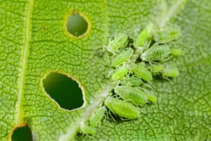 Aphids on Your Plants? How to Get Rid of Aphids Permanently Picture