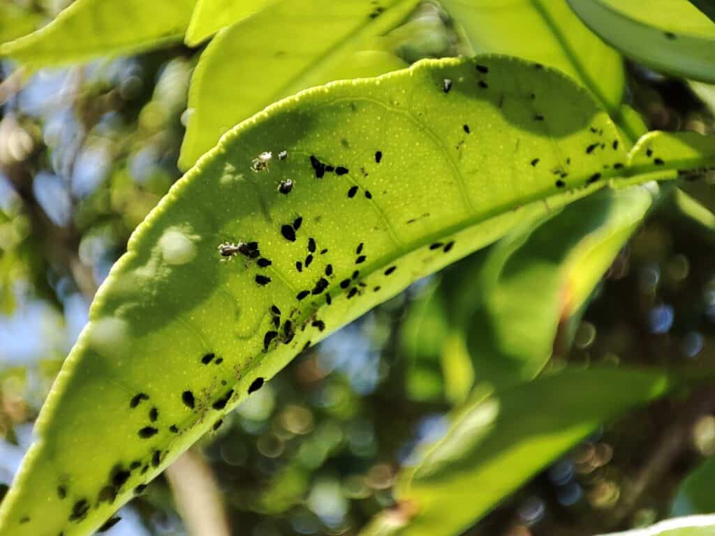 aphids on underside of leaf