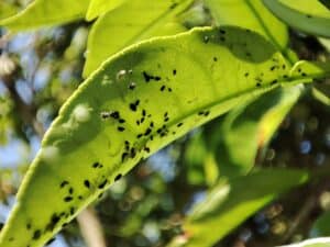 5 Quick and Effective Methods for Getting Rid of Aphids on Houseplants Picture