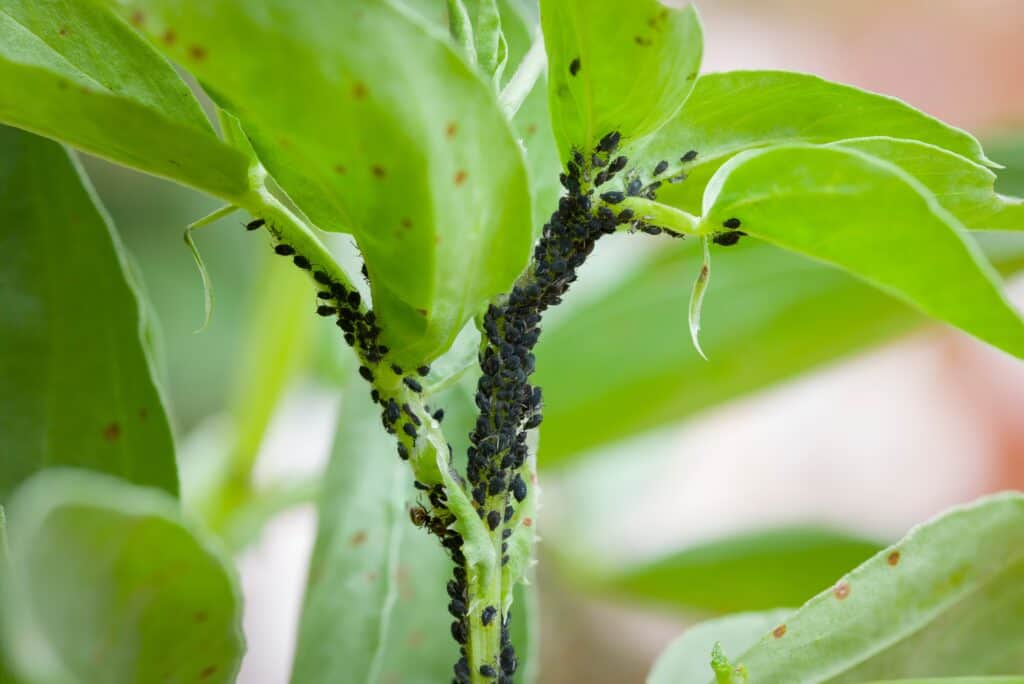 Black aphids swarm on plant