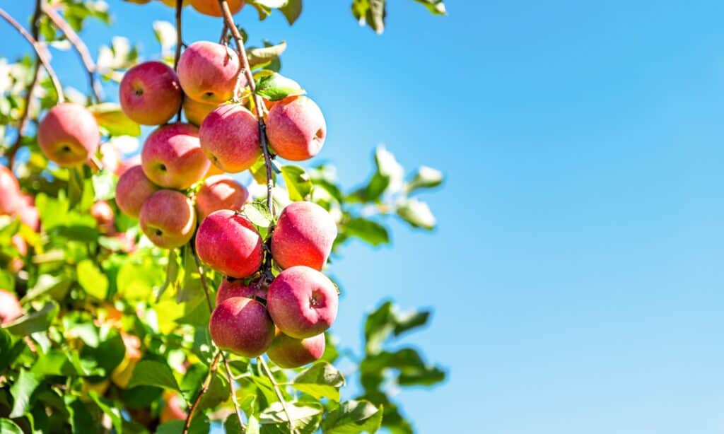 Bunch of apples on a branch