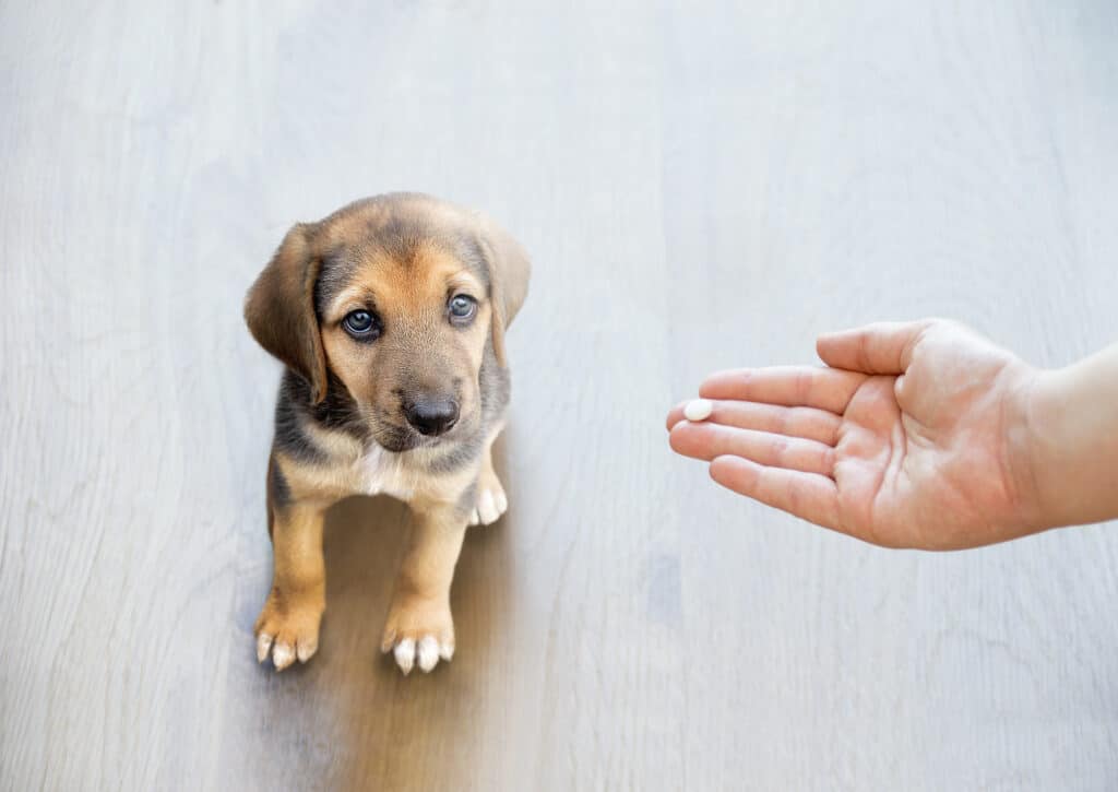 dog being offered aspirin