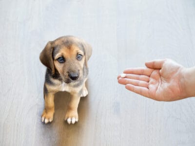 A Can You Give Dogs Aspirin? What Are the Risks?