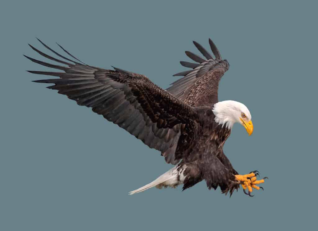 A bald eagle, facing right, that appears to be preparing to either land or catch some prey. Its dark colored wings are in a V shape, its orange feet with black claws (nails) are outstretched. The birds head is snow hite, its beak yellow/ orange. Grey sky background. 