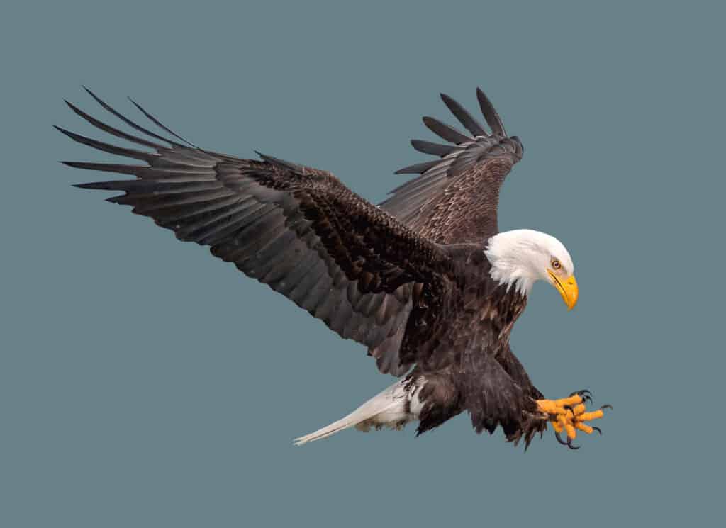 bald eagle in flight