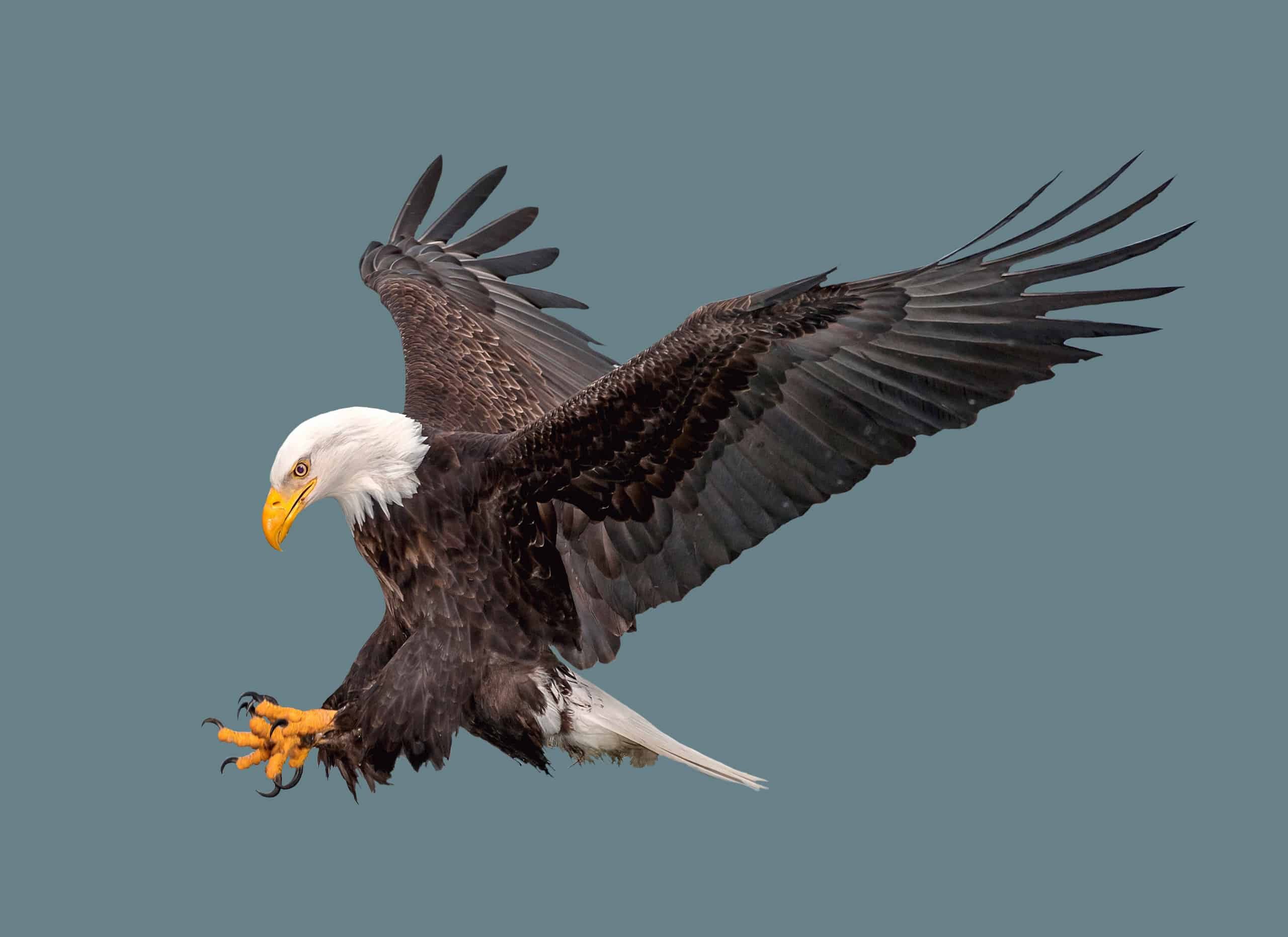 bald eagle in flight