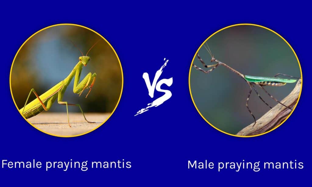 Brown Female Praying Mantis