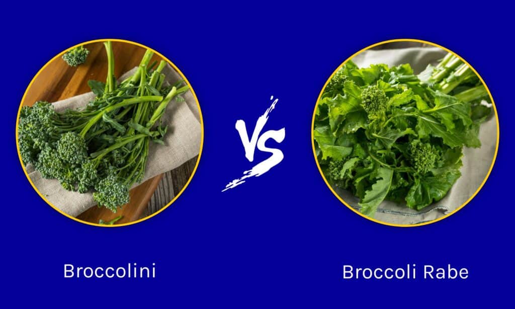 Broccolini vs Broccoli Rabe