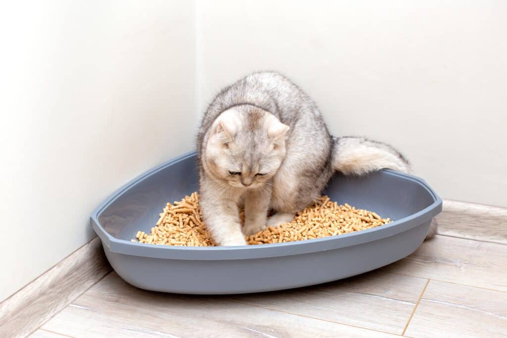 Best cat litter