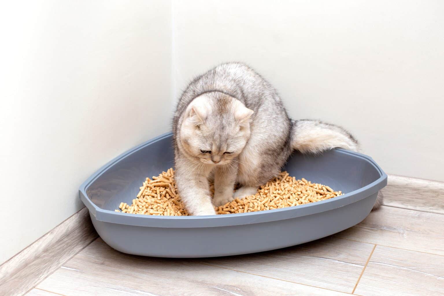 Cyber Attack Has Hit Kitty Litter Supplies; Here Is What You Can Do Now