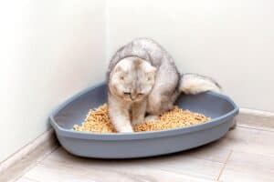 Discover Why Cats Always Bury Their Scat Picture
