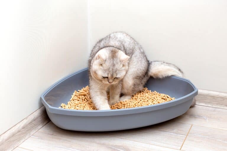 Best cat litter